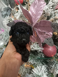 Cuccioli di barboncino