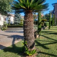 Cycas/Cicas