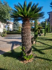 Cycas/Cicas