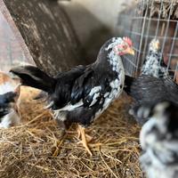 Pulcinotti razza Ancona