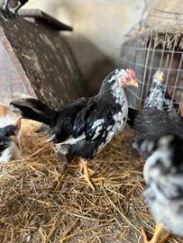 Pulcinotti razza Ancona