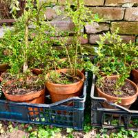 Piantine da siepe di agrifoglio llex “Crenata”