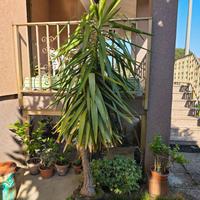 Tronchetto alto oltre 2 metri