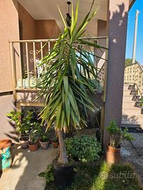 Tronchetto alto oltre 2 metri