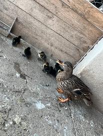 Anatroccoli Pulcini germano reale