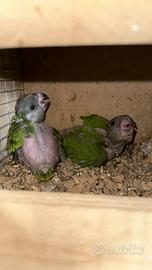 Pappagallo del Senegal