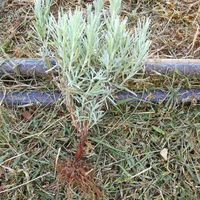 Lavanda Piante Piantine