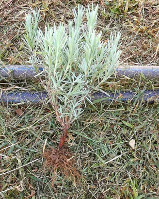 Lavanda Piante Piantine