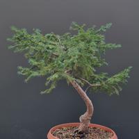 bonsai abete