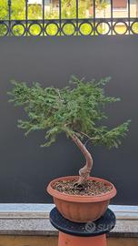 bonsai abete