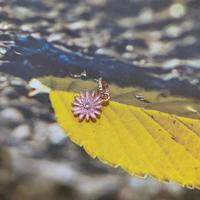 Charm Pandora Pendente Margherita Rosa 788771C01