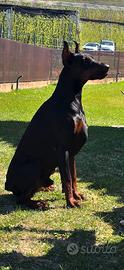 Maschio dobermann disponibile per monta