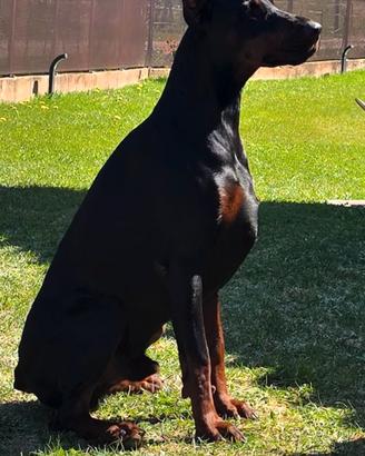 Maschio dobermann disponibile per monta