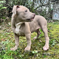 American pitbull terrier