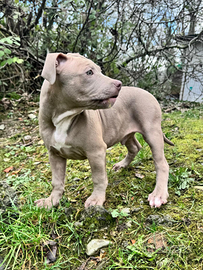American pitbull terrier