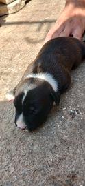 cuccioli pitbull
