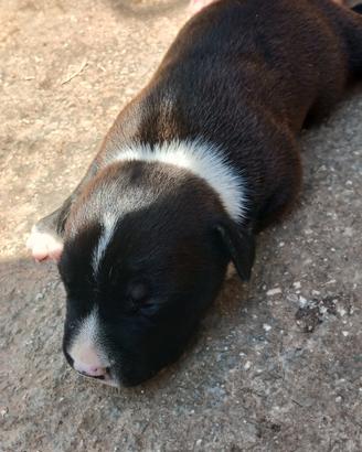 cuccioli pitbull