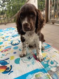 Cuccioli di Springer spaniel