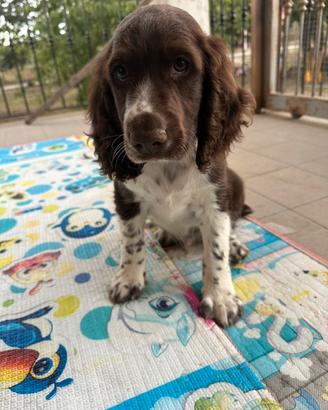 Cuccioli di Springer spaniel