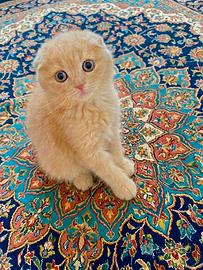 Scottish Fold