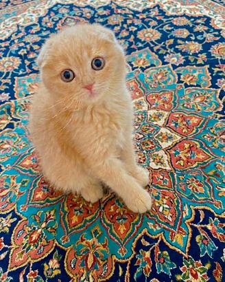 Scottish Fold