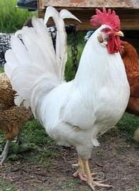 Gallo livornese