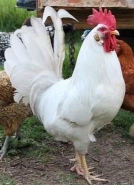 Gallo livornese