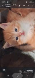 Gattini simil Maine coon /europei 2,5 mesi