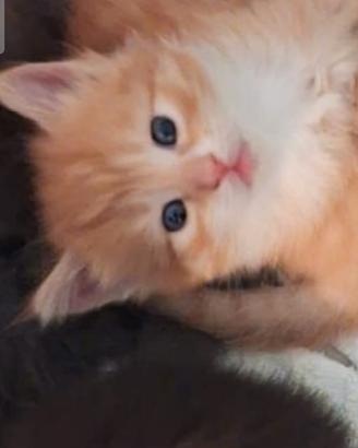 Gattini simil Maine coon /europei 2,5 mesi