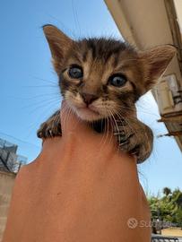 Gattini