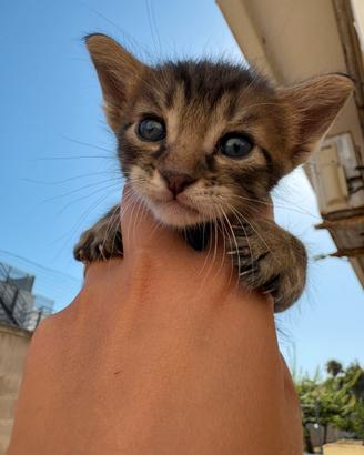 Gattini