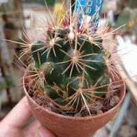 Thelocactus bicolor wagnerianus. Piante Grasse 