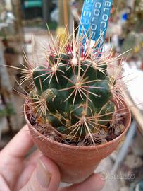 Thelocactus bicolor wagnerianus. Piante Grasse 