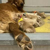 Cucciolo maschio do Golden retriever