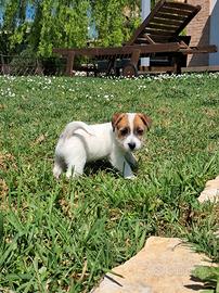 Jack russell terrier
