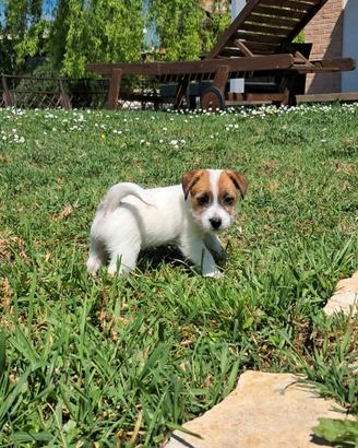 Jack russell terrier