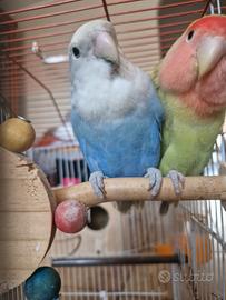 Inseparabili 