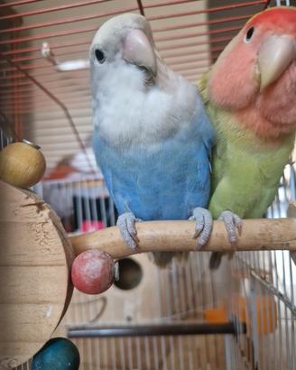Inseparabili 