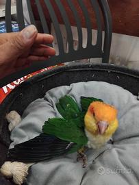Caicco testa gialla