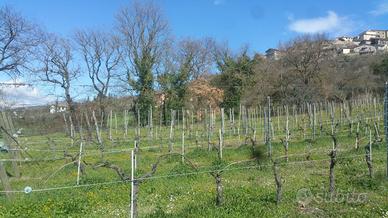 Seminativo a Lugnano in Teverina