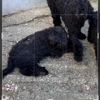2 Black russian terrier 3anni e 7anni