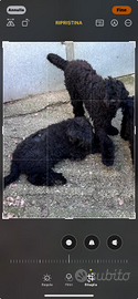 2 Black russian terrier 3anni e 7anni