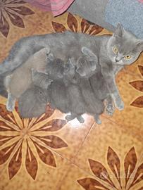 Cucciolo British Shorthair Lilac