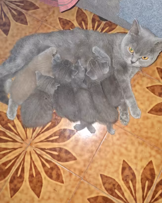 Cucciolo British Shorthair Lilac