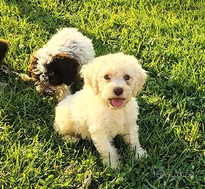Cucciola Lagotto romagnolo Pedigree ROI