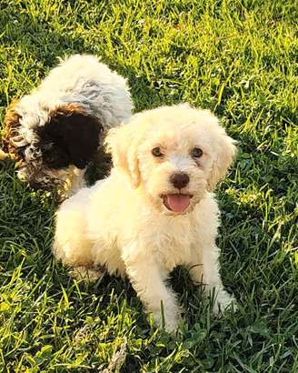 Cucciola Lagotto romagnolo Pedigree ROI