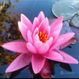 Ninfee e piante acquatiche