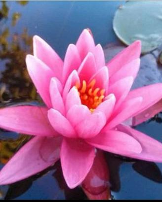 Ninfee e piante acquatiche