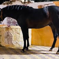 Vendita puledro Spagnolo Pre