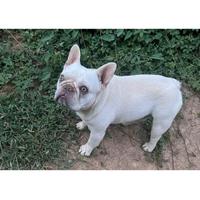 Bulldog francese per monta